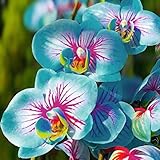 TOYHEART 100 Stück Premium-Blumensamen, Phalaenopsis-Samen Aromatische Cymbidium-Pflanzen Mehrjährige Orchideen-Blumensämlinge Für Das Amt Blau foto / 2,07 € (0,02 € / stück)