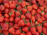 Erdbeeren 1500+ Samen *Großfruchtig/Süß/Wohlschmeckend* -Super Ertrag und Winterhart- foto / 12,99 €