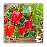 Samenliebe BIO Paprika Samen Yolo Wonder süße Blockpaprika Gemüsepaprika rot 10 Samen samenfestes Gemüse Saatgut für Gewächshaus Freiland und Balkon BIO Gemüsesamen foto / 3,79 €