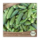 Samenliebe BIO Einlegegurken Samen alte Sorte Cornichon de Paris Snackgurke Gurke grün 10 Samen samenfestes Gemüse Saatgut für Gewächshaus Freiland und Balkon BIO Gemüsesamen foto / 3,39 €