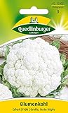 Quedlinburger Blumenkohl 'Erfurter Zwerg', 1 Tüte Samen foto / 1,79 € (0,02 € / stück)