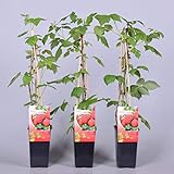 Himbeere Rubus idaeus 'Malling Promise' Beerenobst Gartenpflanze als Busch 40-60cm foto / 6,50 €