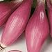 photo Rossa Lunga Torpedo Onion Seeds- Heirloom Italian Variety- 200+ Seeds