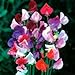 photo Beautiful Royal Sweet Pea Flower, 25 Heirloom Flower Seeds Per Packet, Non GMO Seeds