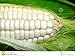 foto Weisser Mais - Zuckermais - 20 Samen - sehr süßer asiatischer Maissamen