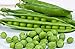 photo 25 Cascadia Pea Seeds | Non-GMO | Heirloom | Fresh Garden Seeds
