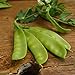 photo Oregon Sugar Pod II Snow Pea - 50 Seeds - Heirloom & Open-Pollinated Variety, Easy-to-Grow & Cold-Tolerant, Non-GMO Vegetable Seeds for Planting Outdoors in The Home Garden, Thresh Seed Company