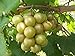foto 5 Samen von Vitis rotundifolia BRONZE Muscadine Traubenkernen