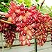 foto ChinaMarket 50pcs / bag Seltene Finger Traubenkernen, Mix Erweiterte Fruchtsamen, Trauben Natürliches Wachstum