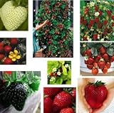 Erdbeere Regenbogen Mischung 20 Samen -verschiedenen Farben und Sorten in ein Päckchen foto / 1,99 €
