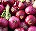 photo 200 Organic Non-GMO Ruby Red Onion Seeds Burgundy