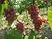 foto 5 Samen von Vitis labrusca CATAWBA Traubenkernen