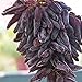 foto yanbirdfx Blumen Samen für Garten und Balkon-50 Stück Seltene Finger Traubenkerne Fortgeschrittene Früchte Natürliches Wachstum Köstlicher Balkon