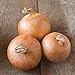 photo David's Garden Seeds Onion Intermediate-Day Candy 2993 (Yellow) 200 Non-GMO, Hybrid Seeds