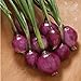 photo David's Garden Seeds Onion Long-Day Purplette 8374 (Purple) 200 Non-GMO, Open Pollinated Seeds