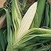 foto strimusimak 200PCS Semillas de maíz Fast Crecimiento Planta Jardín Semillas vegetales Blanco Non-GMO Granos Semillas para jardín Siembra de patio exterior Semillas de maíz