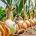 photo David's Garden Seeds Onion Short-Day Texas Grano 1015Y 1766 (Yellow) 200 Non-GMO, Heirloom Seeds