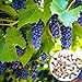 foto Oce180anYLVUK Grape Seeds,50 Stück/Beutel Traubenkerne Phyto-Nährstoffe Reich an Vitaminen Mehrjährige Topffruchtsamen für den Balkon Grape Seeds