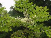 Have Blomster Japansk Angelica Træ, Aralia foto, egenskaber hvid