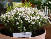 Садові Квіти Філлодоце, Phyllodoce фото, характеристика білий