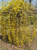 Puutarhakukat Forsythia kuva, ominaisuudet keltainen
