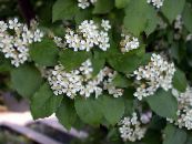 Градински цветове Photinia снимка, характеристики бял