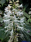 庭の花 カナメモチ, Photinia フォト, 特性 ホワイト