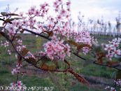 Trädgårdsblommor Hägg, Körsbär Plommon, Prunus Padus foto, egenskaper rosa