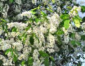 Puutarhakukat Tuomi, Kirsikkaluumu, Prunus Padus kuva, ominaisuudet valkoinen