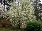 Dārza Ziedi Ieva, Ķiršu Plūmju, Prunus Padus foto, raksturlielumi balts