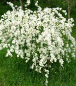 Dārza Ziedi Pērle Krūms, Exochorda foto, raksturlielumi balts