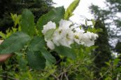 Flores de jardín Arbusto Perla, Exochorda foto, características blanco