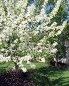 Dārza Ziedi Apple Dekoratīvo, Malus foto, raksturlielumi balts