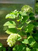 Zahradní květiny Hladký Hortenzie, Divoký Hortenzie, Sevenbark, Hydrangea arborescens fotografie, charakteristiky zelená