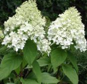 Градински цветове Метлицата Хортензия, Дърво Хортензия, Hydrangea paniculata снимка, характеристики бял