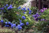 Градински цветове Общата Хортензия, Голяма Листна Хортензия, Френски Хортензия, Hydrangea hortensis снимка, характеристики син