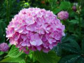 Közös Hortenzia, Bigleaf Hortenzia, Francia Hortenzia (Hydrangea hortensis) rózsaszín, jellemzők, fénykép