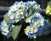 Obyčejný Hortenzie, Bigleaf Hortenzie, Francouzština Hortenzie (Hydrangea hortensis) světle modrá, charakteristiky, fotografie