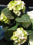 Közös Hortenzia, Bigleaf Hortenzia, Francia Hortenzia (Hydrangea hortensis) zöld, jellemzők, fénykép
