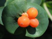 Градински цветове Орлови Нокти, Lonicera caprifolium снимка, характеристики бял