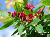 Dārza Ziedi Tatarian Sausserdis, Lonicera tatarica foto, raksturlielumi sarkans