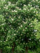 Puutarhakukat Hevoskastanja, Hevoskastanja Puu, Aesculus hippocastanum kuva, ominaisuudet valkoinen