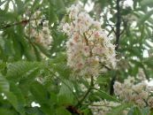 Flores de jardín Castaño De Indias, Árbol Conker, Aesculus hippocastanum foto, características blanco