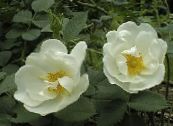 Dārza Ziedi Rosa foto, raksturlielumi balts