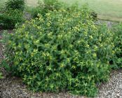 Садові Квіти Діервілла, Diervilla фото, характеристика жовтий