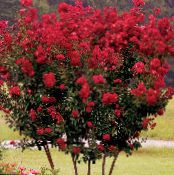 Vrtne Cvjetovi Krep Mirta, Lagerstroemia indica foto, karakteristike crvena
