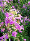 les fleurs du jardin Myrte De Crêpe, Lagerstroemia indica photo, les caractéristiques lilas