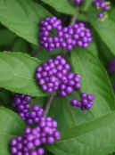 园林花卉 美莓, Callicarpa 照片, 特点 紫丁香
