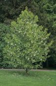 Have Blomster Due Træ, Spøgelse Træ, Lommetørklæde Træ, Davidia involucrata foto, egenskaber hvid