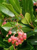 Zahradní květiny Jahoda Strom, Arbutus fotografie, charakteristiky růžový